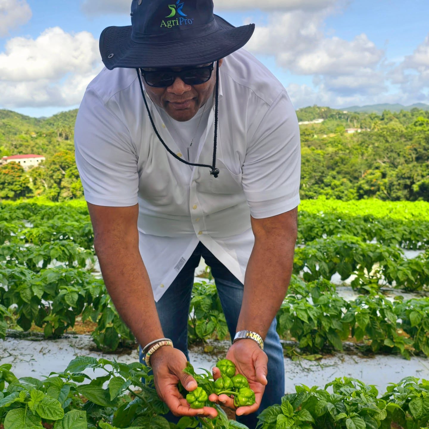 AgriPro&trade; team members working in the field in Kingston, Jamaica