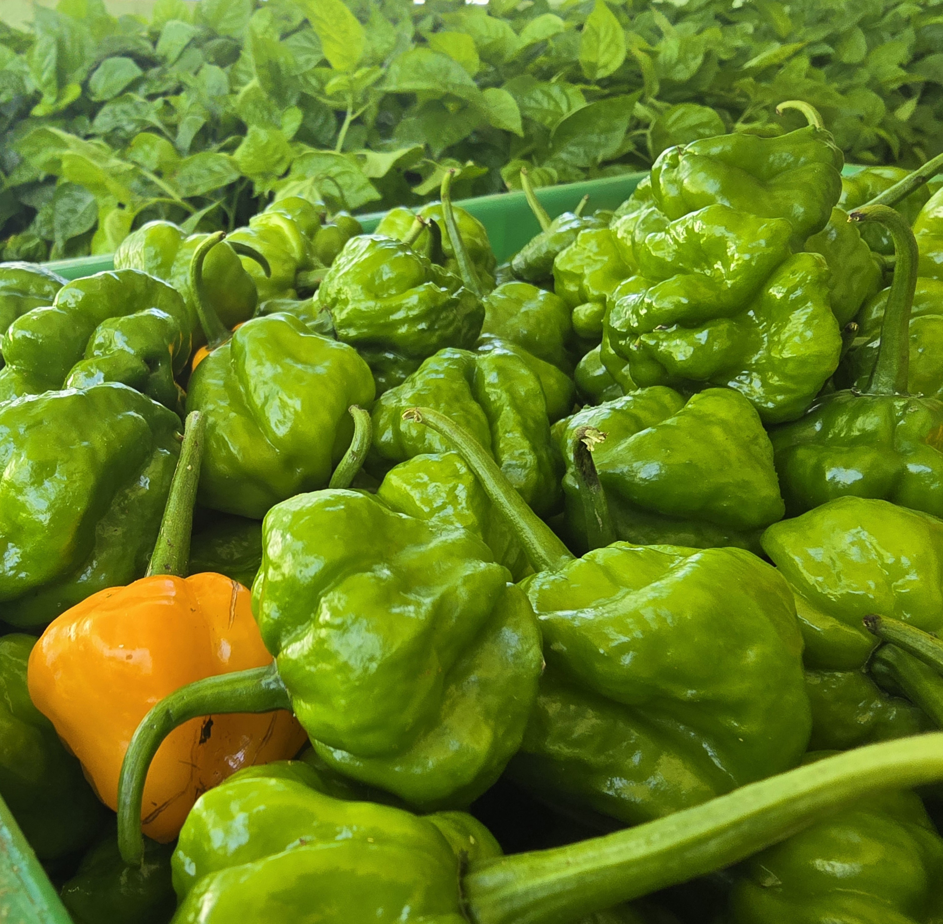 Fresh green Scotch Bonnet peppers harvested in a green crate